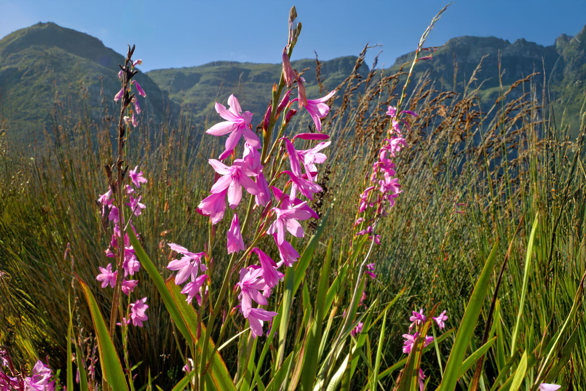 Botanischer Garten Kirstenbosch: Watsonia borbonica
